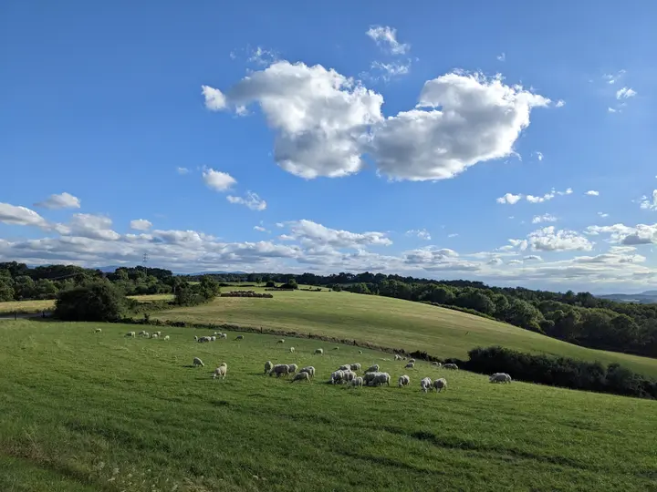Troupeau de brebis dans un pré de la ferme